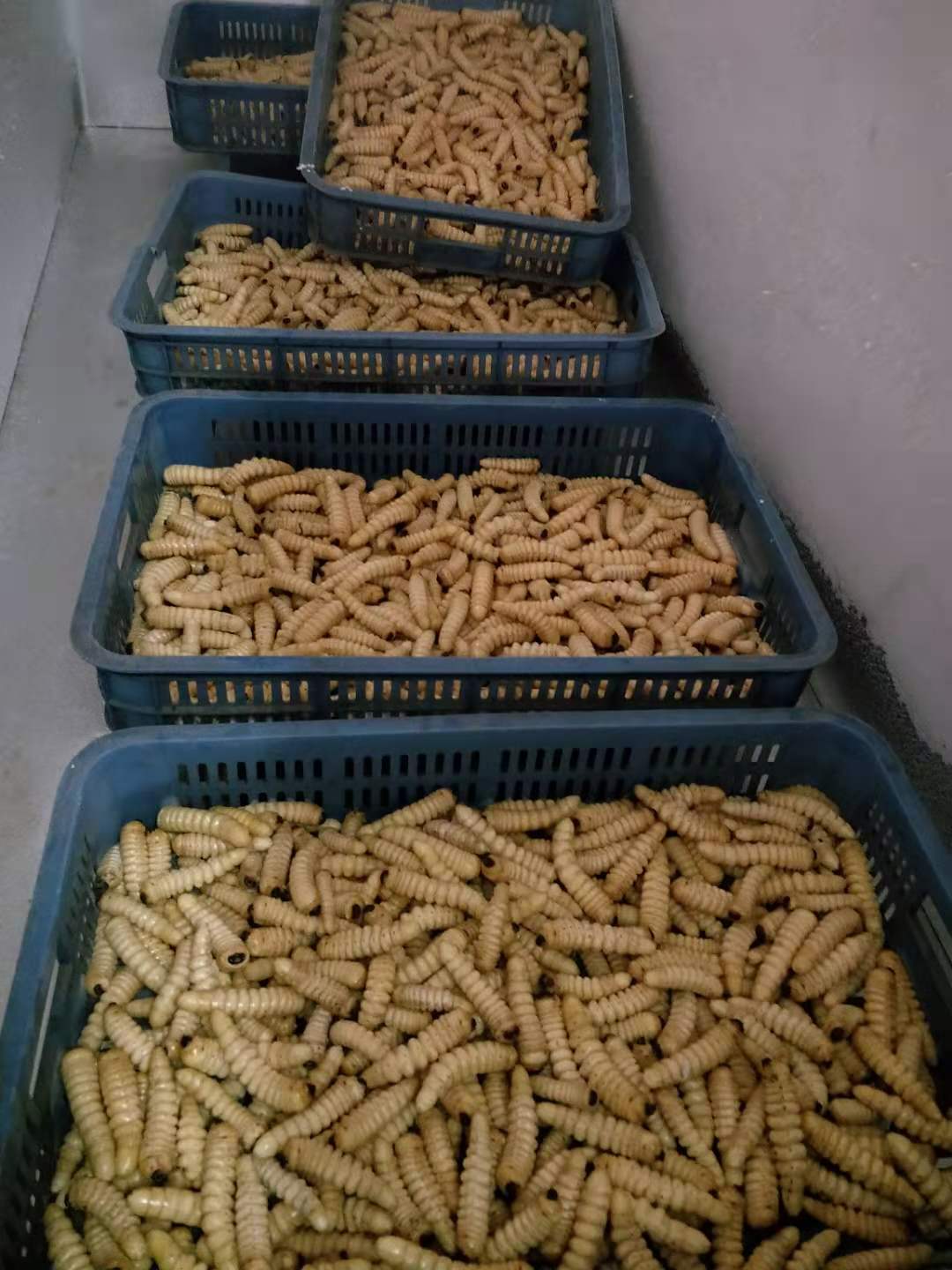 伟博速冻大柴虫大木虫大财虫大木花哈虫木虫天牛幼虫食用高蛋白 2斤