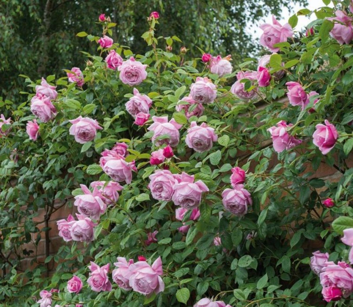 粉色龙沙宝石特大花苗庭院爬藤多蔷薇浓香四季开带花发货 红罗莎莉 不