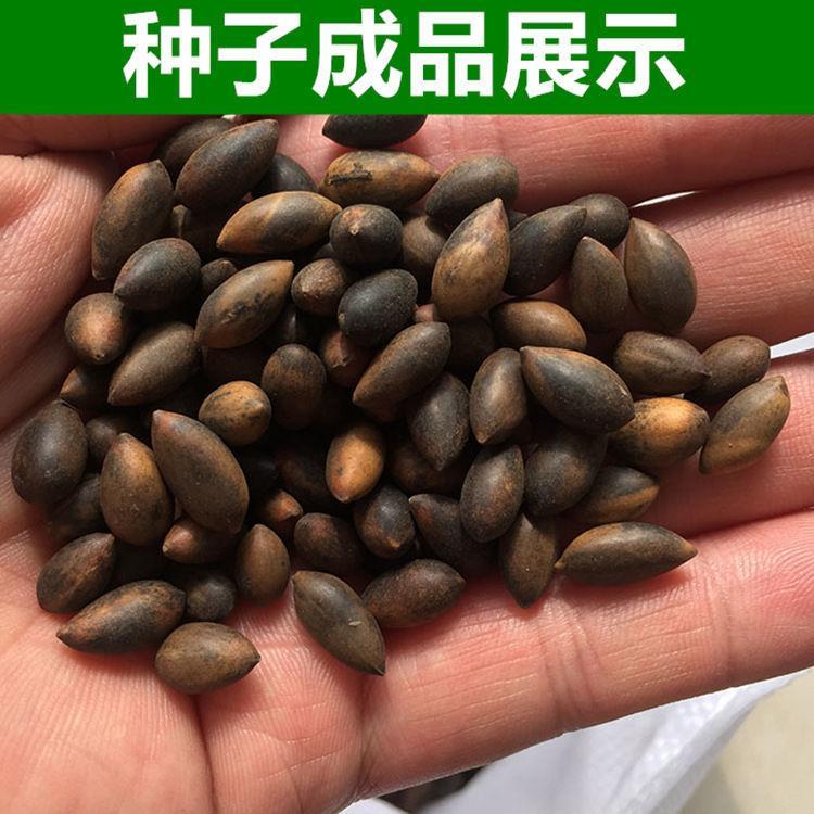 金丝楠木种子树种子金丝楠种子桢楠木种子楠木籽树种金丝楠木种子半斤