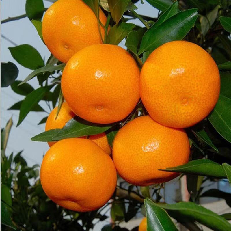 特早熟由良蜜桔苗橘子树苗南北盆栽地栽嫁接柑桔果树果苗当年结果 四