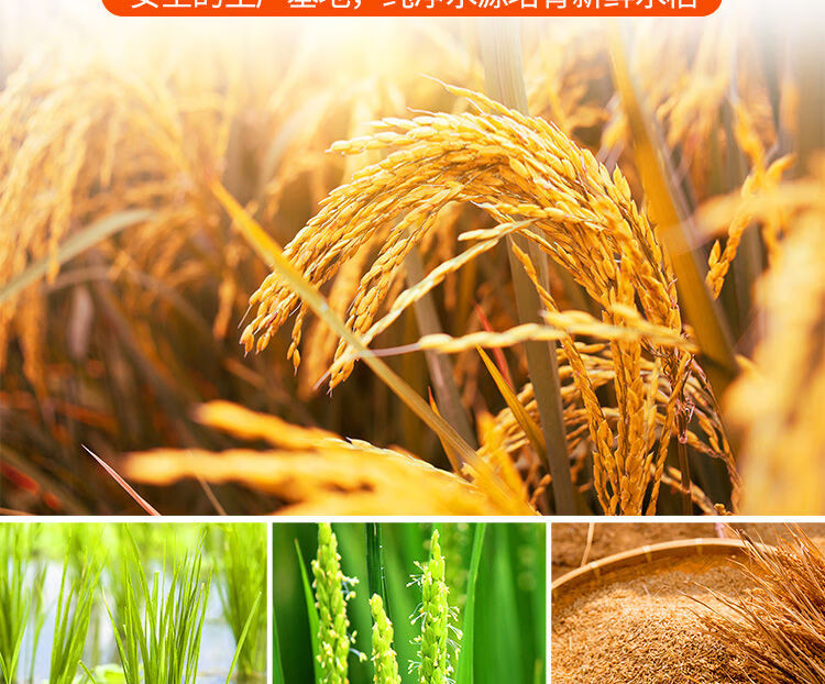 新东北大米10斤20斤长粒香稻花香10公斤蟹田珍珠米新米长粒香米10斤