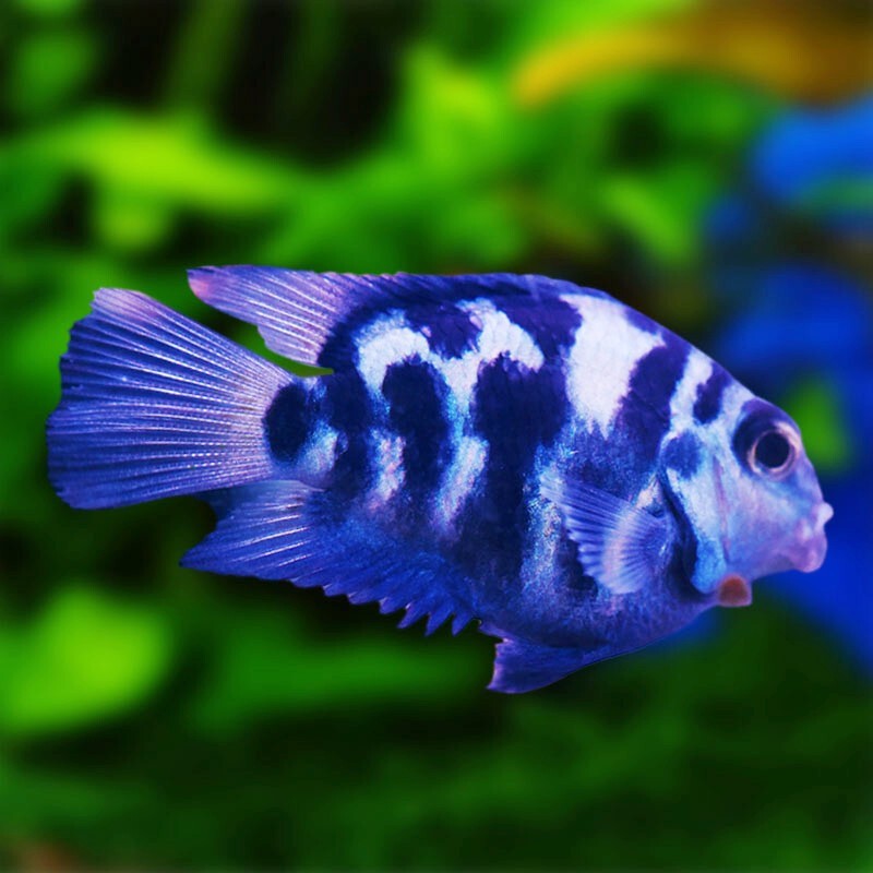 jypet观赏鱼活体鱼迷你鹦鹉鱼蓝宝鱼新手鱼淡水鱼 迷你鹦鹉2-2.