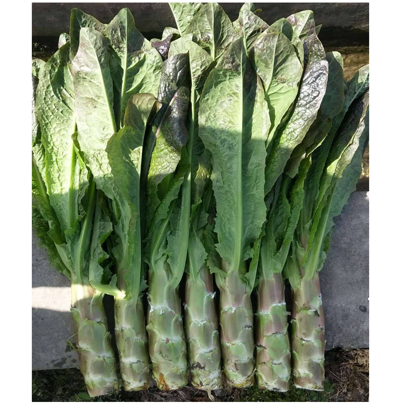 民汇园秋冬莴笋种子挂丝红莴笋种子蔬菜种子茎杆粗壮高大耐寒皮薄肉质