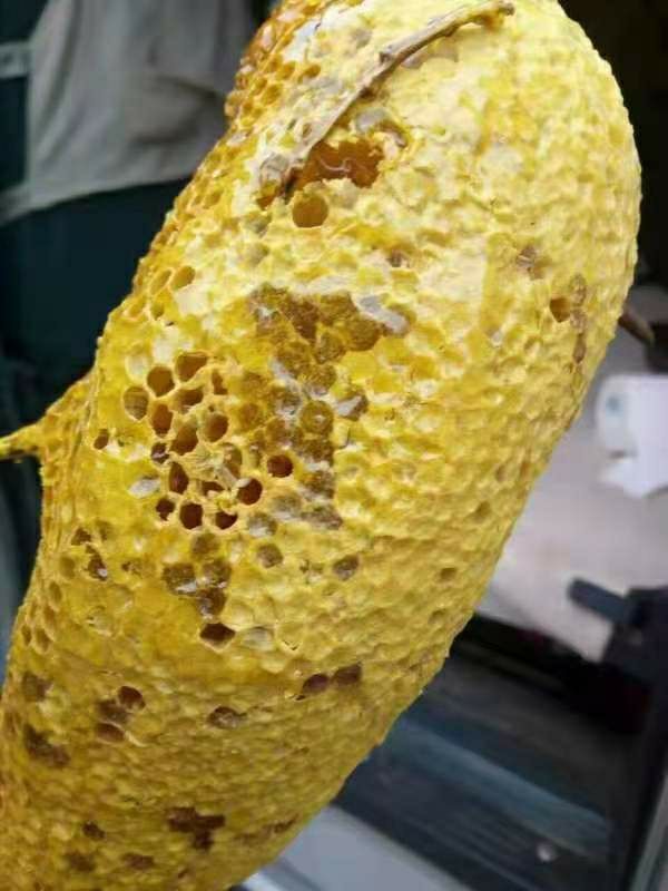 伟博云南德宏野生小挂蜜新春特惠带蜂巢装黑蜂蜜带蜂巢蜜 380g整个巢