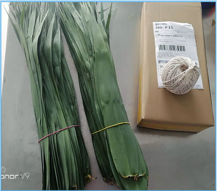 新鲜现摘野生粽叶端午节包粽子的叶子粽子叶芦苇叶苇叶批发 100片3至6