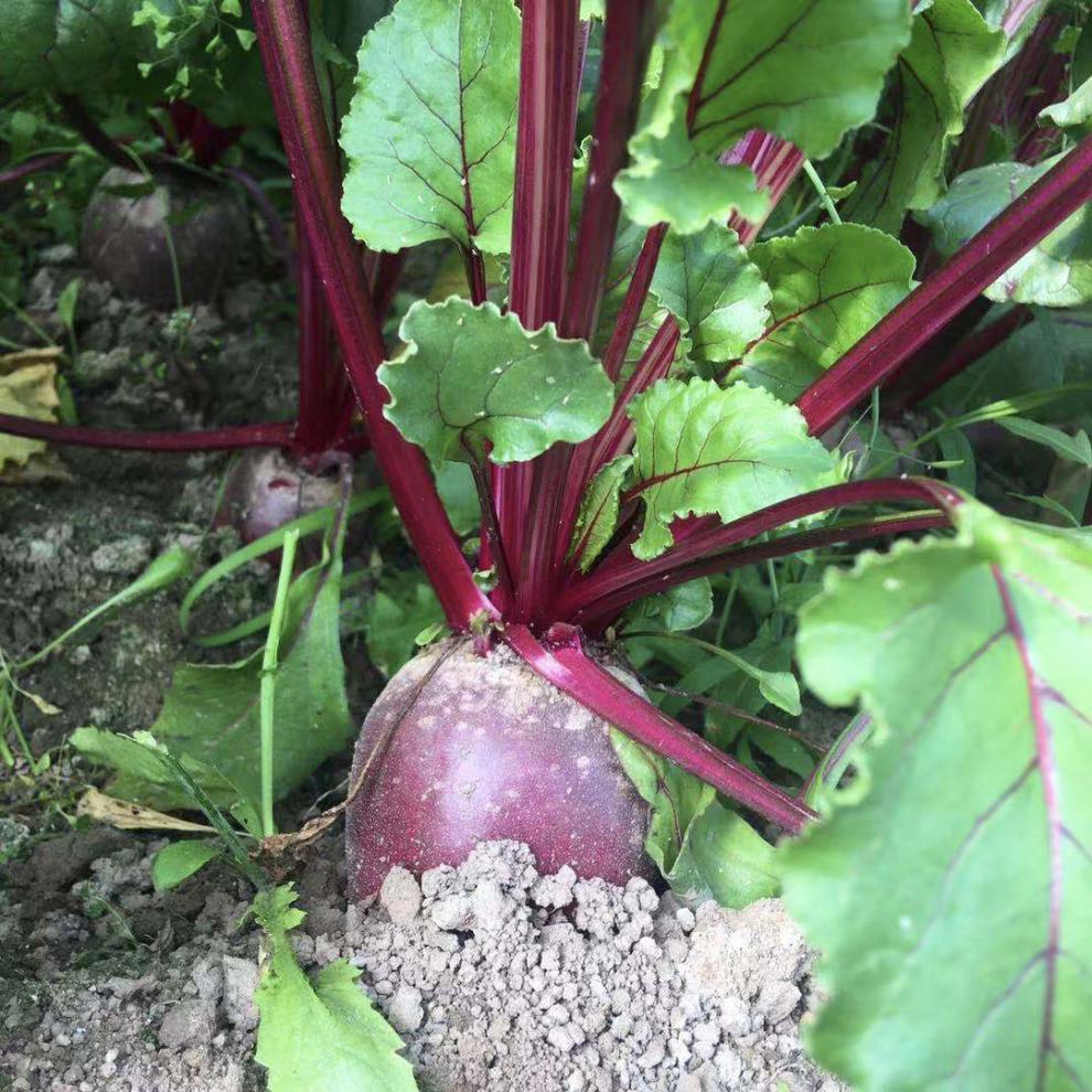 采缇新鲜甜菜根甜菜头头红甜菜红菜头萝卜 1000g【图片 价格 品牌