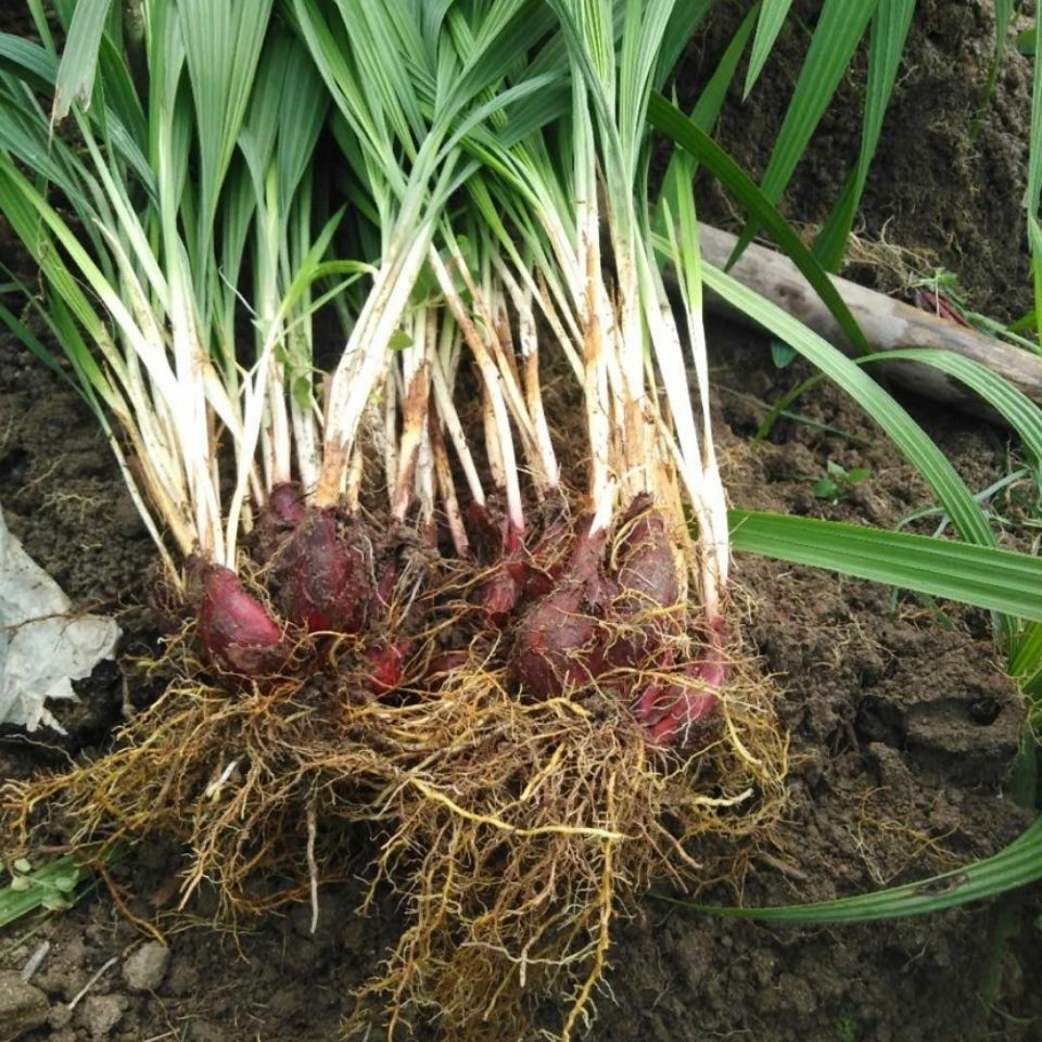 偉博 野生小紅蒜根中藥材滋補紅蔥頭百步還陽血蔥1斤 圖片色