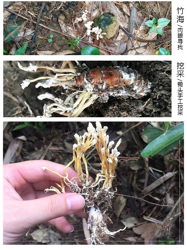 金蝉花 野生新货250g婵花蝉花虫草孢子粉知了花金蚕花禅花