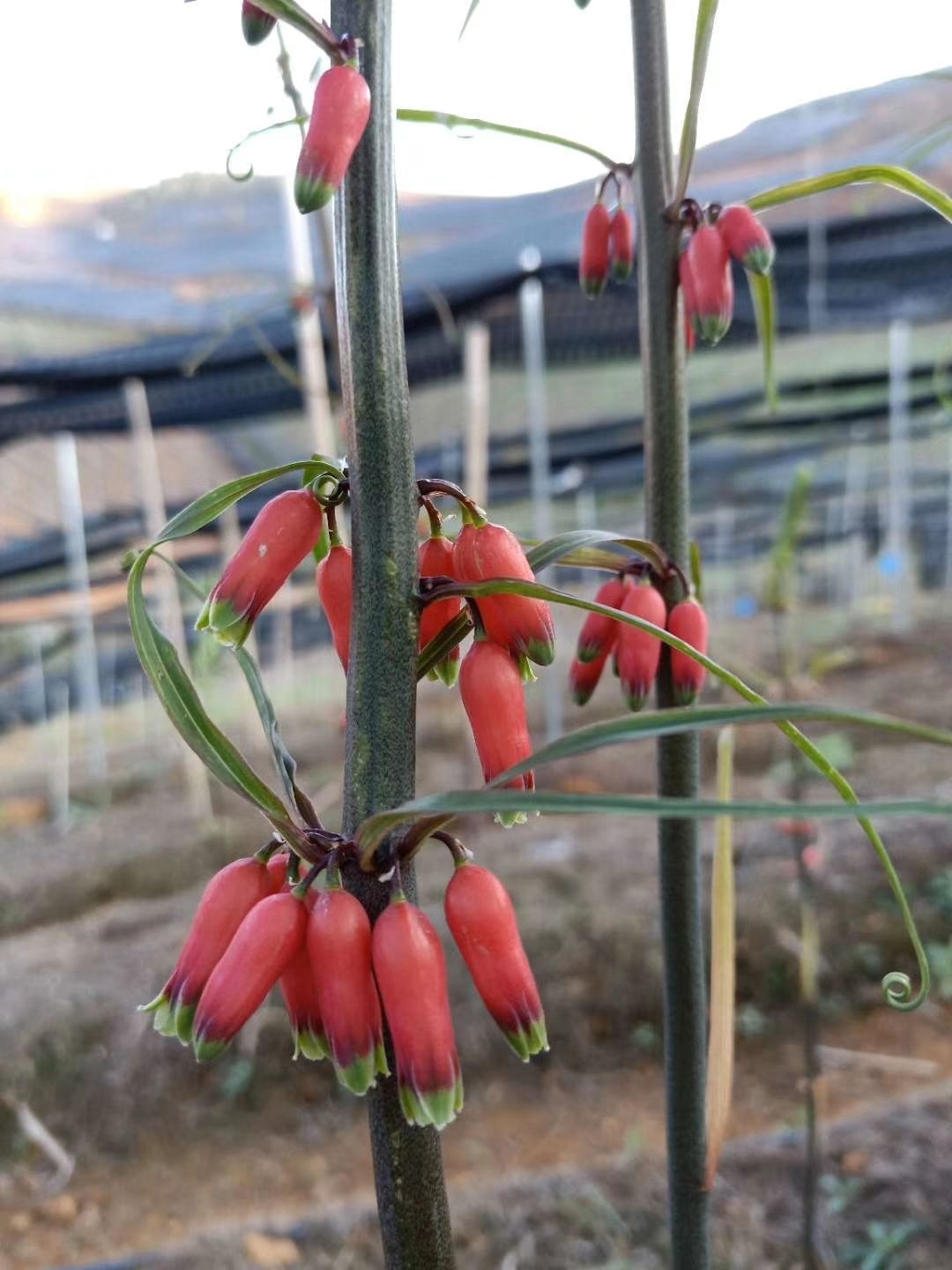 伟博红花滇黄精种果一斤150黄精(苗)室内盆栽花 黄精带皮种一公斤