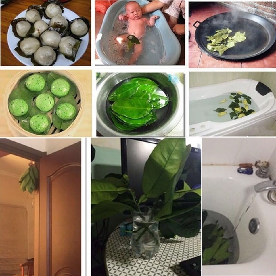 [50片装]柚子叶新鲜去晦气开运沐浴洗澡60年老树叶子当天采摘 鲜叶30