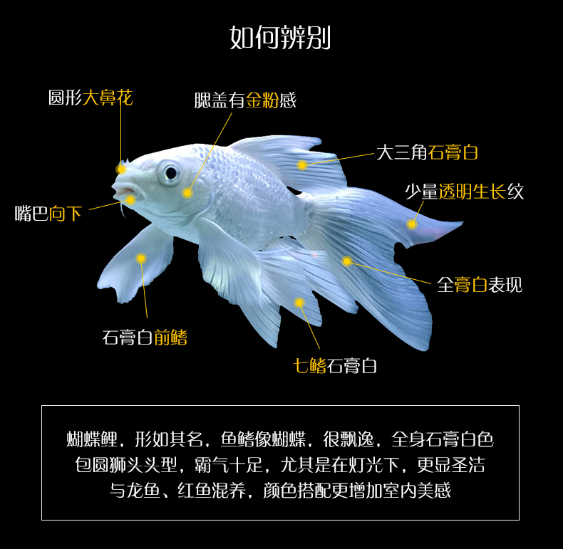 荣郁台湾精挑石膏白狮子头大绣球球体贵妃蝴蝶鲤短体贵妃大尾巴大七鳍