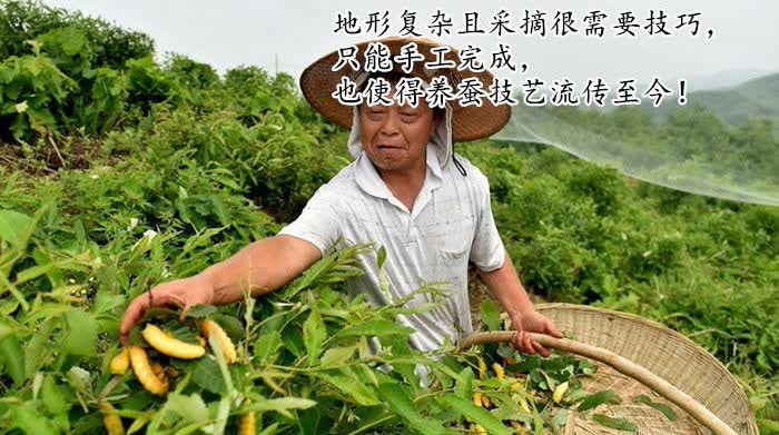 大黄的种植技术与价格