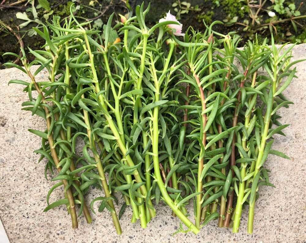 重瓣太阳花苗宿根混色枝条花卉盆栽绿植多年生室内外重瓣太阳花送肥料