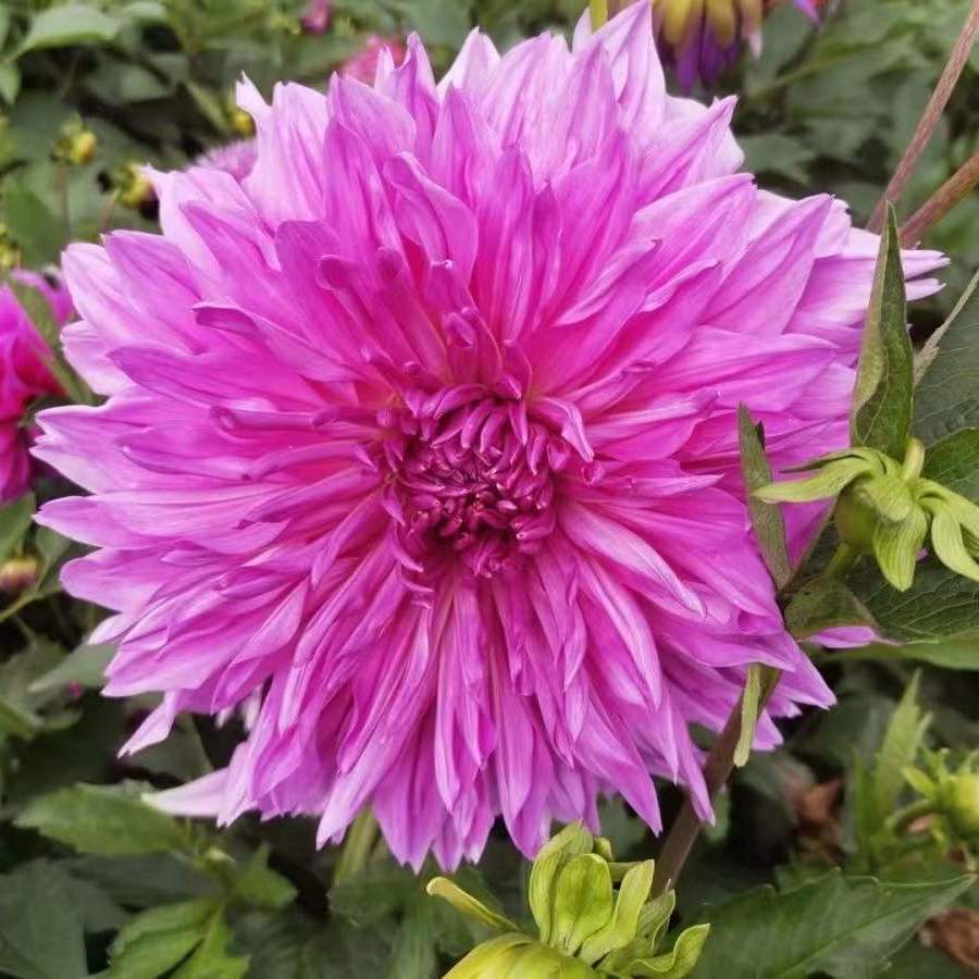 大丽花花苗巨型地瓜花苗球花卉盆栽带花苞重瓣特大绿植庭院花卉 朵芮