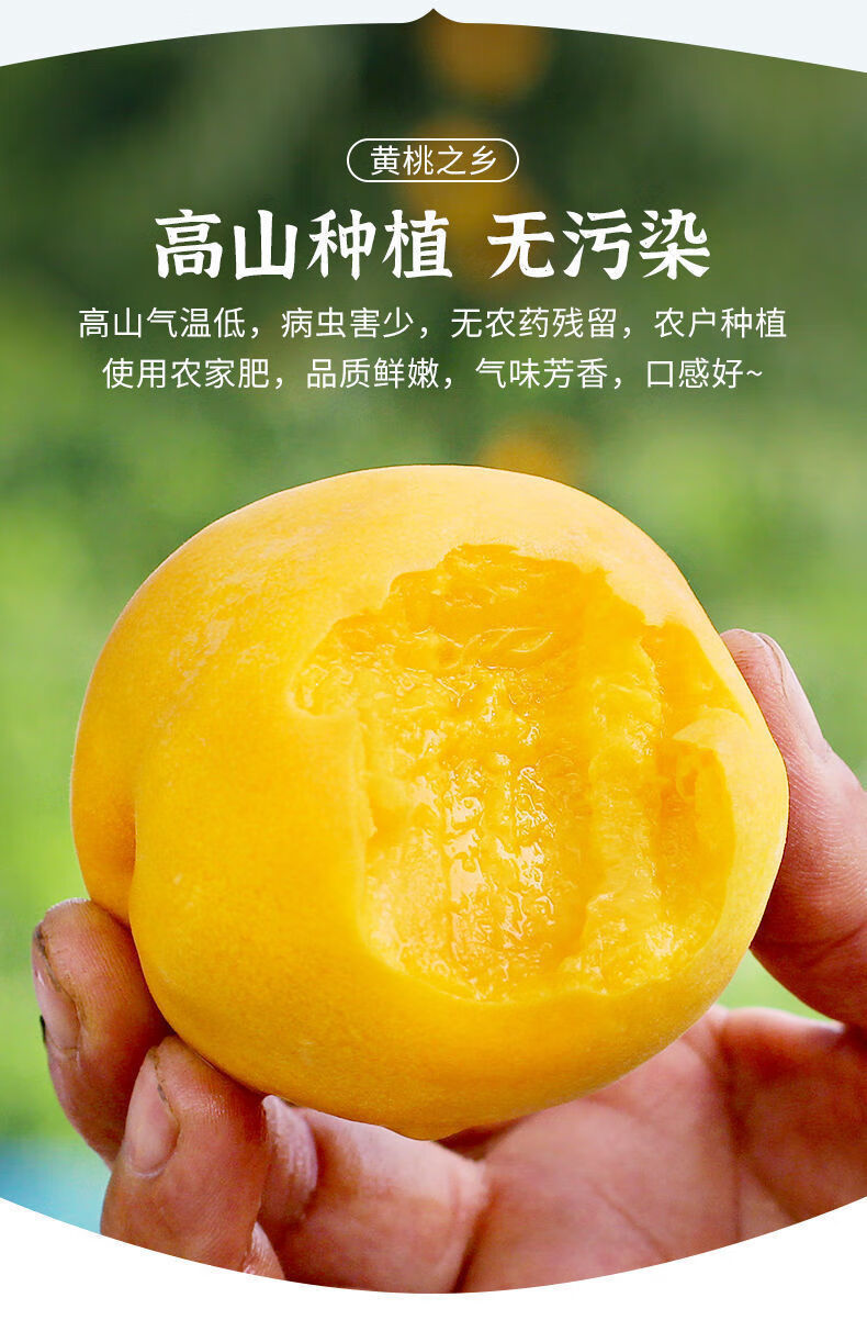砀山黄桃桃子新鲜水果整箱批发3/5/10斤应季孕妇水果 5斤【 品质大果