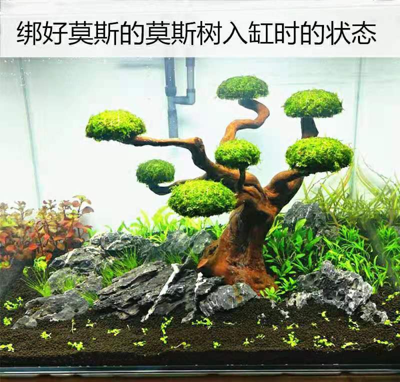 莫斯樹水草懶人沉木活體莫絲迎客松造型魚缸造景成品莫斯樹新手1720cm