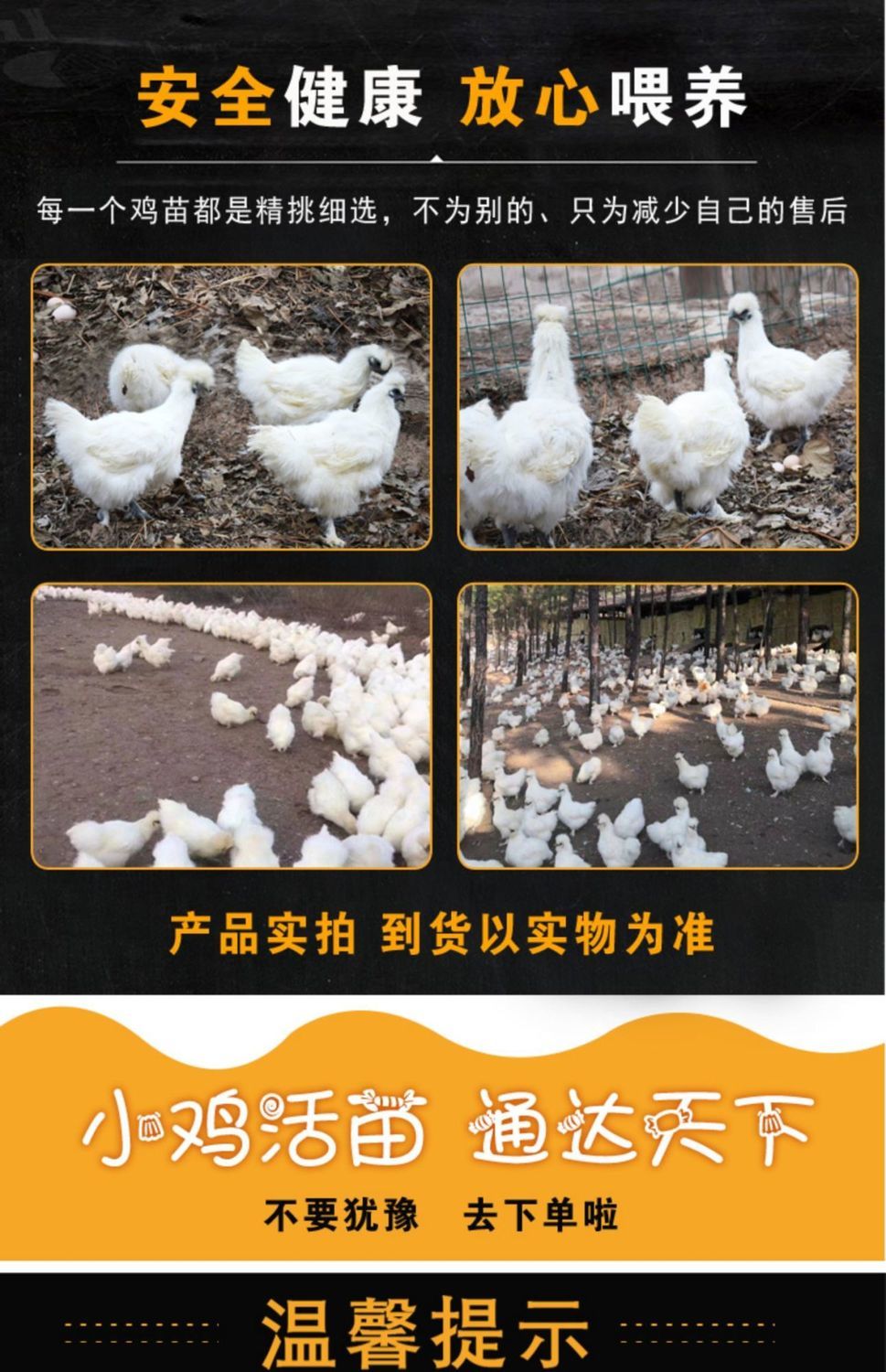 【宝诺滋】半斤正宗纯种泰和乌鸡活鸡脱温苗仔乌骨鸡半大白凤乌鸡活体