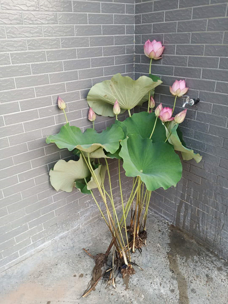 磐阙上新荷花苞现采带莲杆新鲜莲花花骨朵用泡茶供佛观赏鲜花莲蓬花