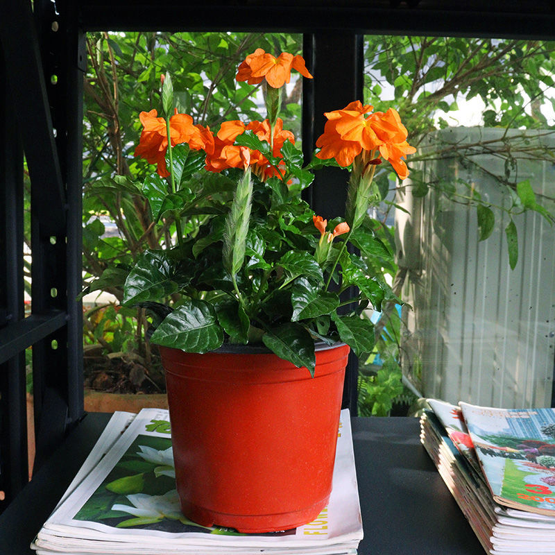 芊阙轻奢芊阙鸟尾花盆栽带花苞花期长四季开花不断多年生植物耐寒耐晒