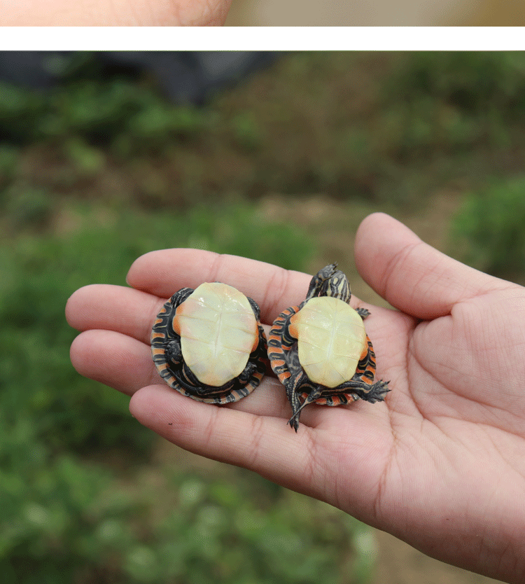 南部锦龟苗活体锦龟乌龟宠物西锦东锦观赏玩具活物南锦火焰冷深水 7-8