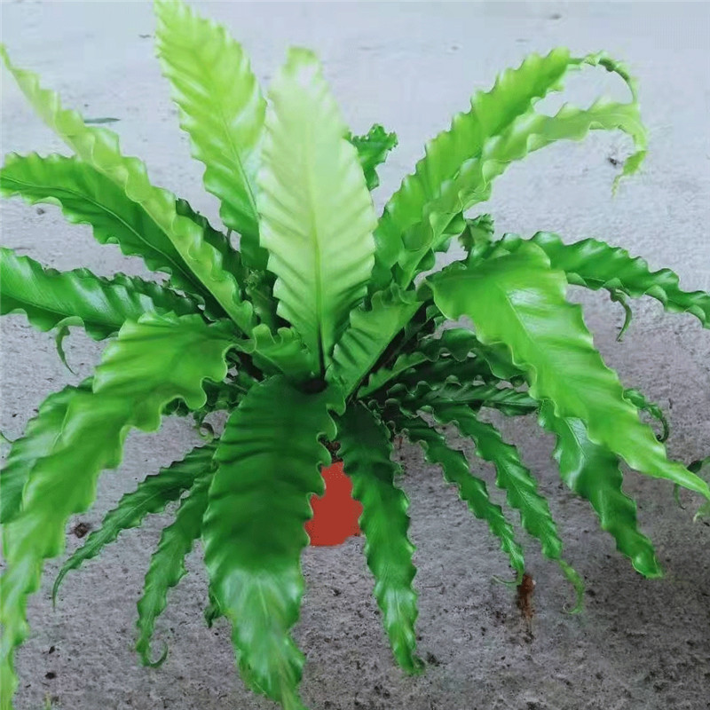 进口维纳斯蕨耐寒热能过冬的蕨类植物盆栽内室吸甲醛净化空气 蕾丝蕨