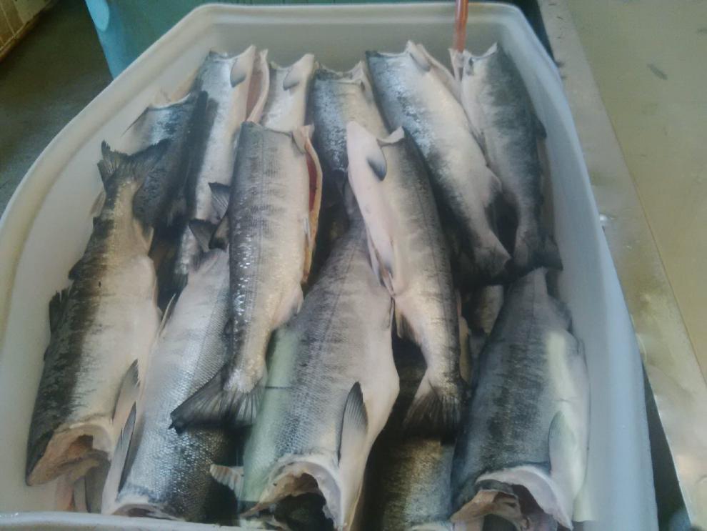 抚远野生大马哈鱼 去头去尾咸鱼块 新鲜木桶腌制大马哈鱼咸鱼500g