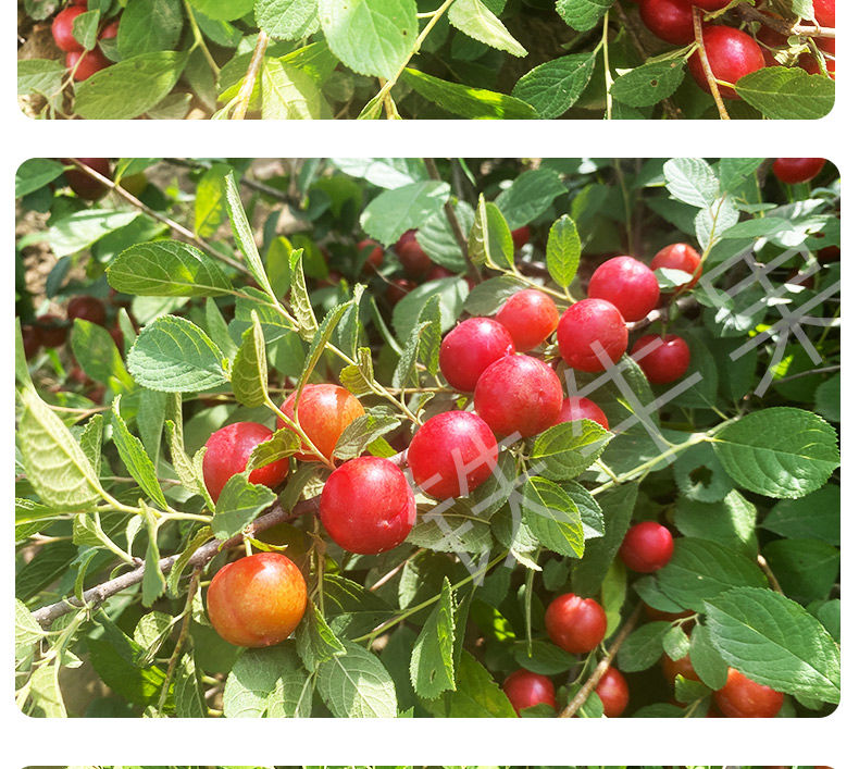 新鲜水果野生中华钙果不常见的稀有罕见水果欧李孕妇酸果可做酵素