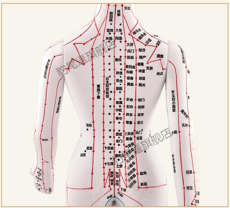政河针灸穴位人体模型经络穴位模特图全身中医十二铜人扎针小皮人穴位