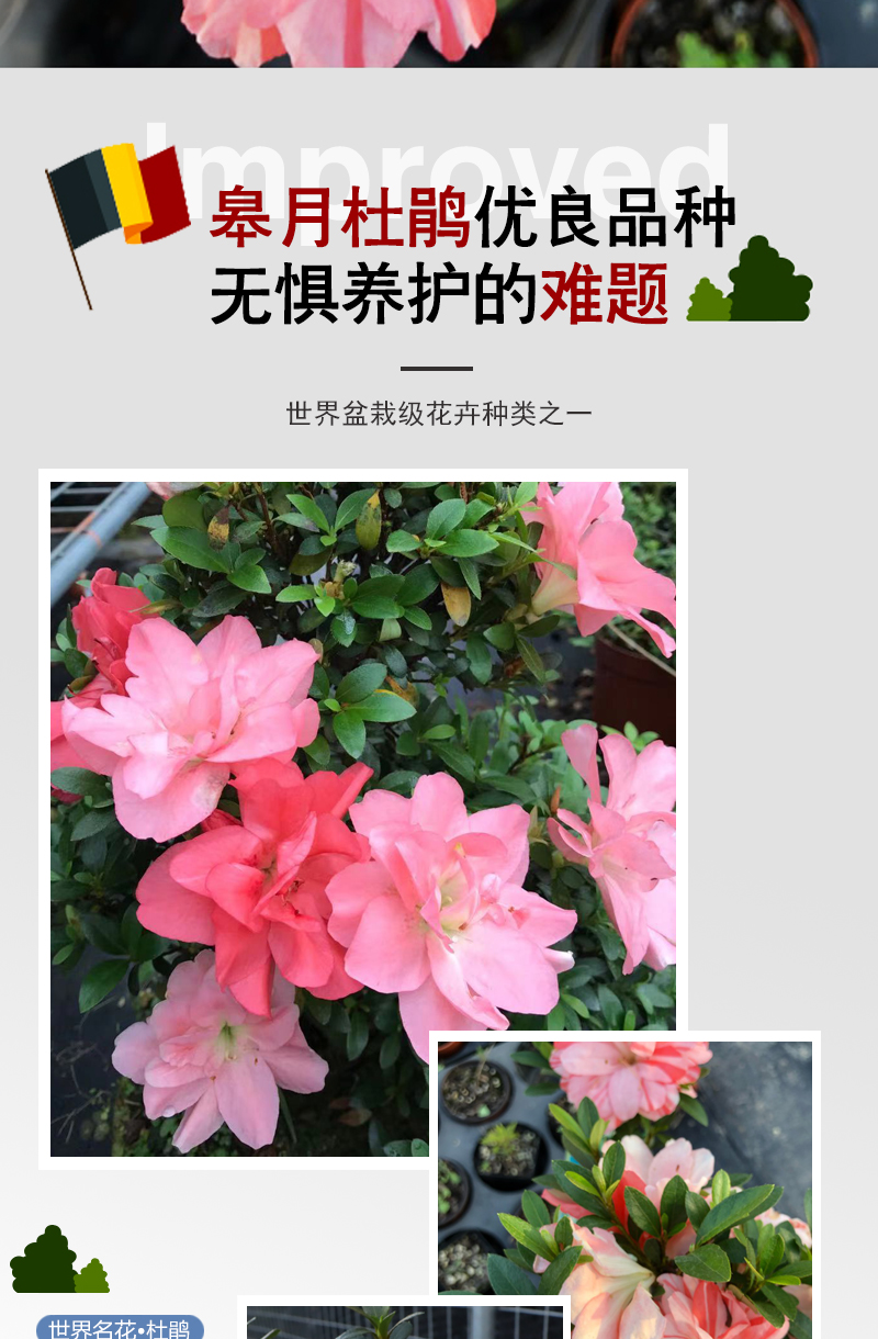 小玉之舞皋月杜鹃花稀少名贵品种阳台庭院花卉盆栽耐寒耐晒易养活