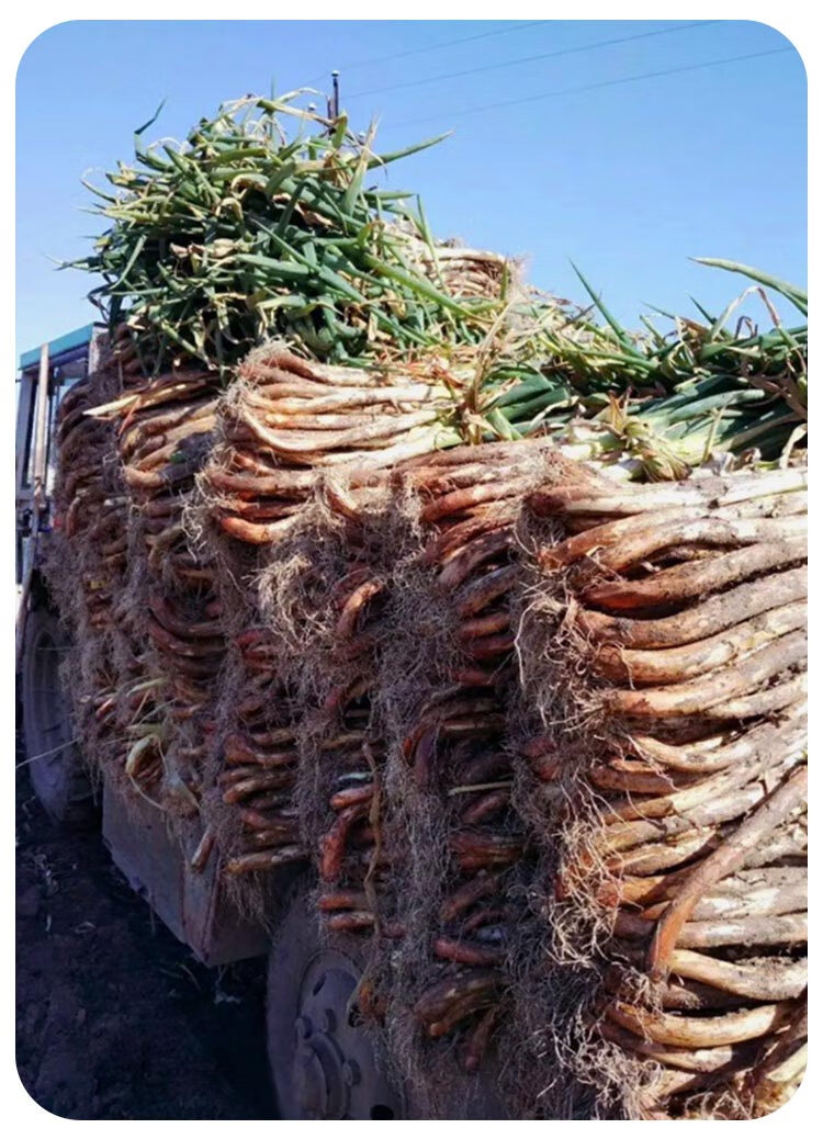 东北红皮大葱种子种籽红头大葱火葱春季四季种植香葱盆栽蔬菜种孑