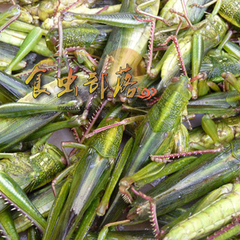 伟博伟博新鲜大蚂蚱棉蝗蚱蜢活体速冻牛蚂蚱蝗虫蹬倒山绿色食用昆虫