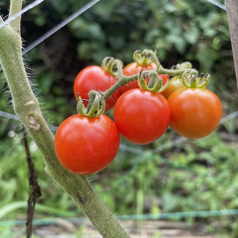 贵州特产新鲜野生小西红柿小番茄毛辣果孕妇食用酸汤500 小西红柿2500