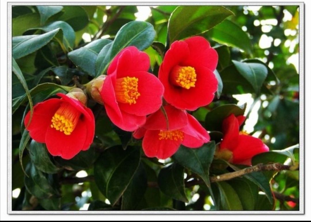 轻奢芊阙庭院耐寒花卉植物大型山茶花树苗四季常青耐冬耐冻茶花树苗