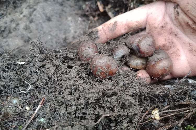 广西百色肾蕨子现挖野生中草药新鲜石黄皮凤凰蛋石煲汤原料2斤1000克