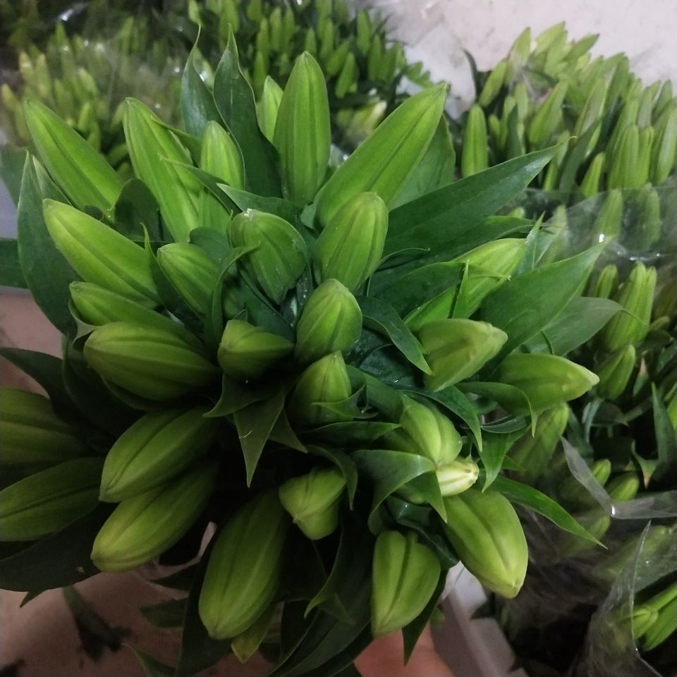 云南昆明基地直发真花水养鲜花花束香水百合批发玫瑰家用同城速递 白