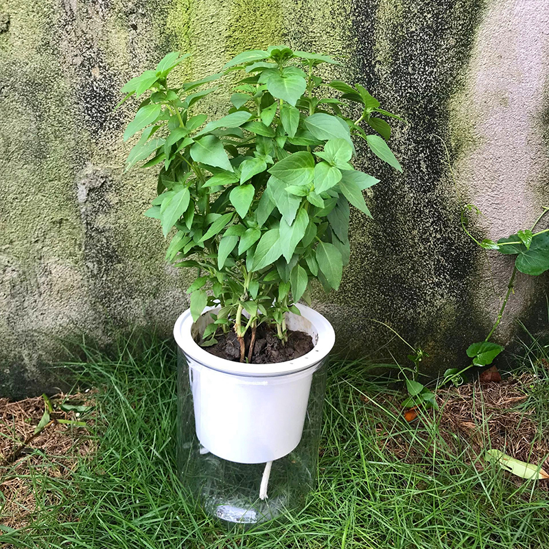 九层塔盆栽食用潮汕金不换留兰香薄荷厨房香料四季绿植好养植物 加仑