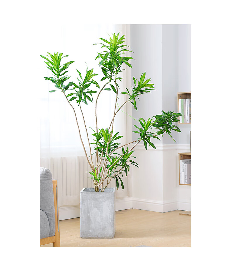 百合竹大盆栽客厅大型绿植造型百合竹老桩阳台一物一拍好养大绿植