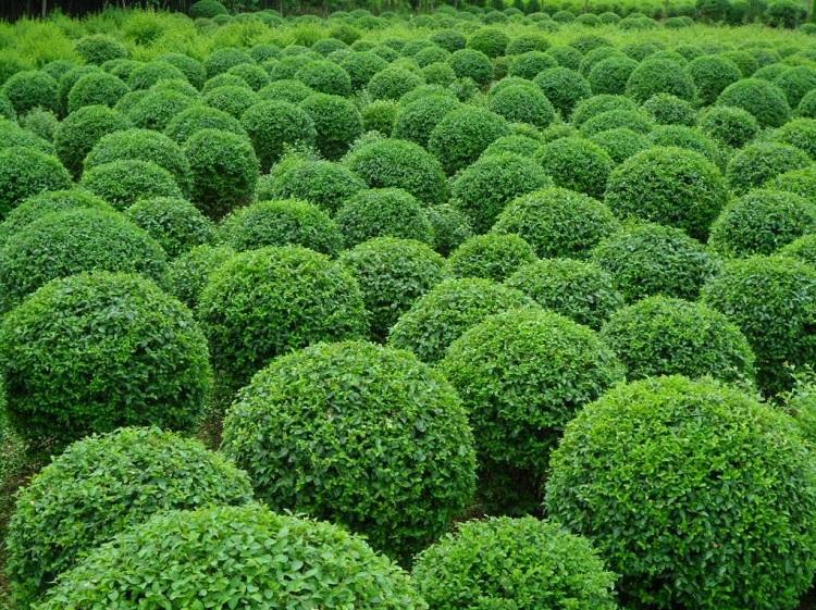 树老桩庭院小叶女贞球树木绿化苗木花叶女贞球1米直径40cm含50cm不含