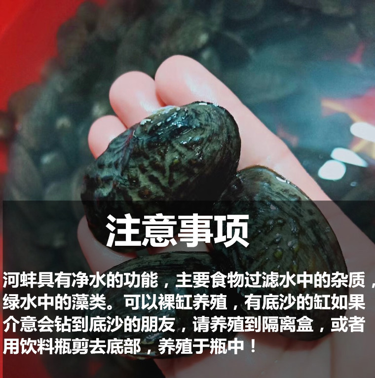 vieruodis净水河蚌活体除藻螺鱼缸除藻鳑鲏鱼繁殖蚌黄金蚬不加温观赏