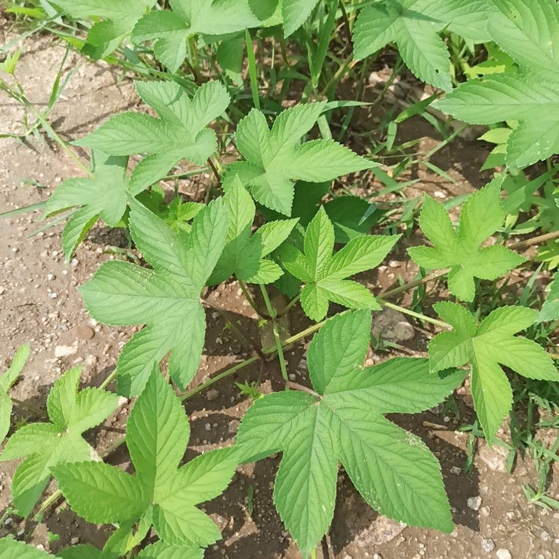 伟博新鲜葎草拉拉秧藤五爪龙勒草葛葎草割人草中药材干品批 【新鲜整