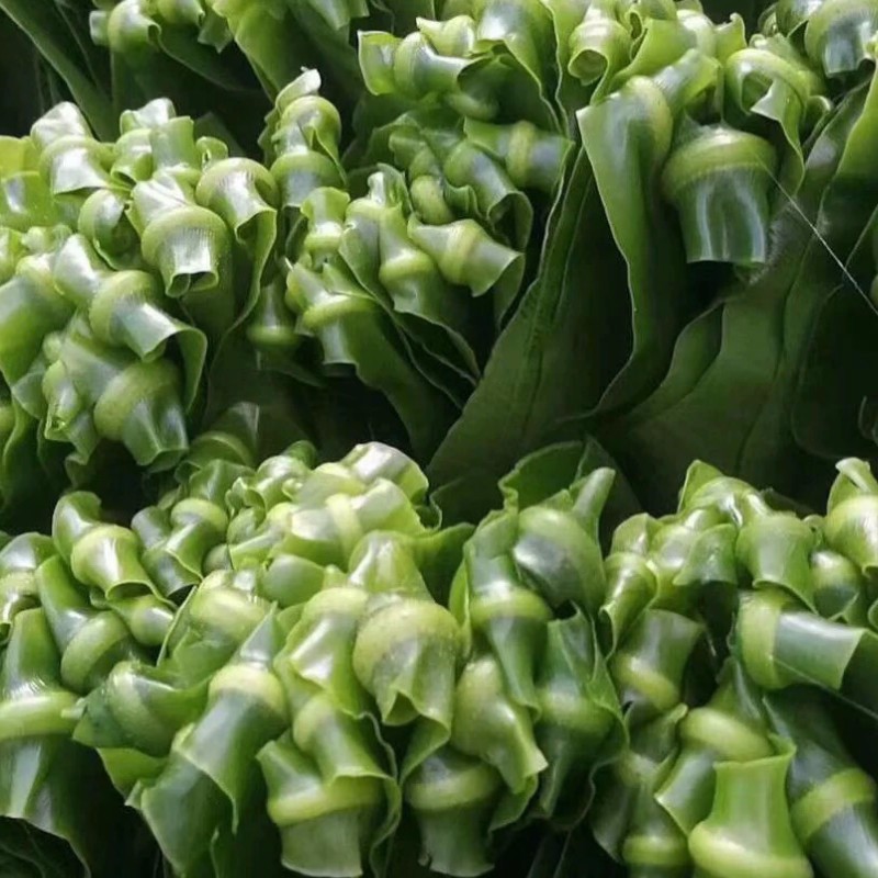 【顺丰冷链-现货】1-10斤装 新鲜台湾山苏 台湾山苏叶酒店特色菜山