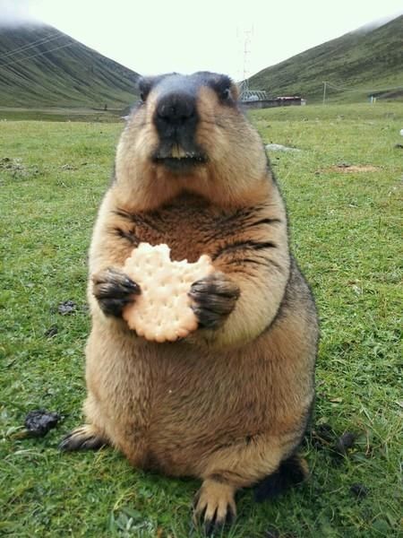 宠物黑尾土拨鼠宠物黑尾土拨鼠幼崽宠物土拨鼠宠物土拨鼠朴彩土拨鼠