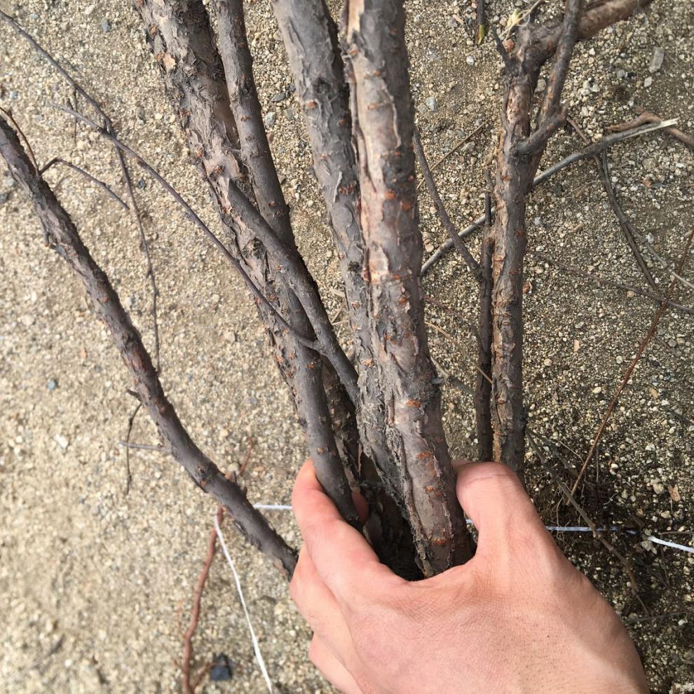 毛樱桃树苗东北小樱桃果树苗耐寒儿时回忆家庭盆栽庭院观花观果种子80