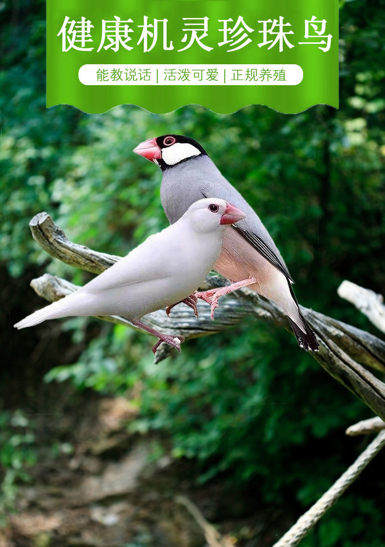 珍珠鸟活物白珍珠灰珍珠白文灰文一对鸟包公母学说话宠物手养鸟 珍珠