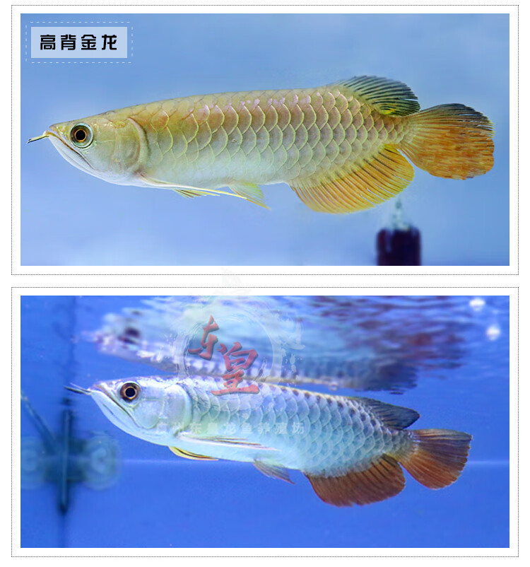 黑帶銀龍魚活體魚苗黃化銀龍熱帶觀賞魚七彩銀龍淡水魚中大型熱帶觀賞