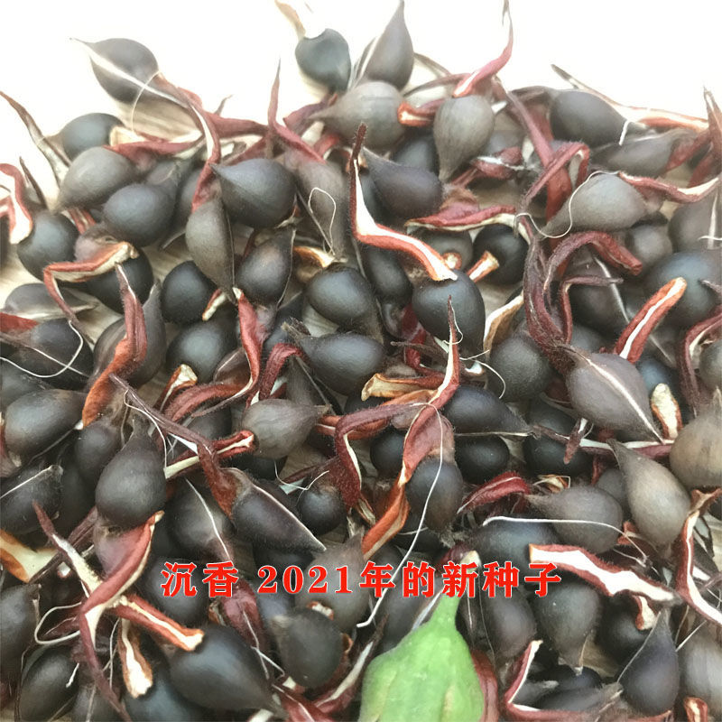 伟博沉香树苗白奇楠绿奇楠种仔名贵树种当季新鲜奇楠沉香种子发芽率高