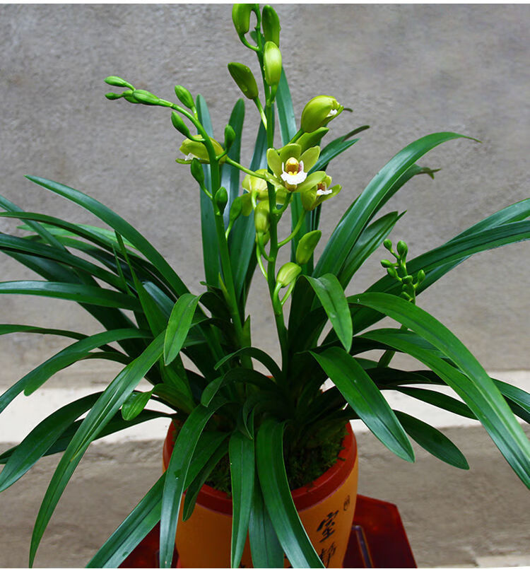 轻奢芊阙彩云兰业浓香型兰花直播间花卉绿植盆栽,精美