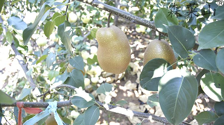 铁皮梨红梨煮着吃的梨老树红皮梨铁梨5斤装果园直发熬水铁皮红梨中