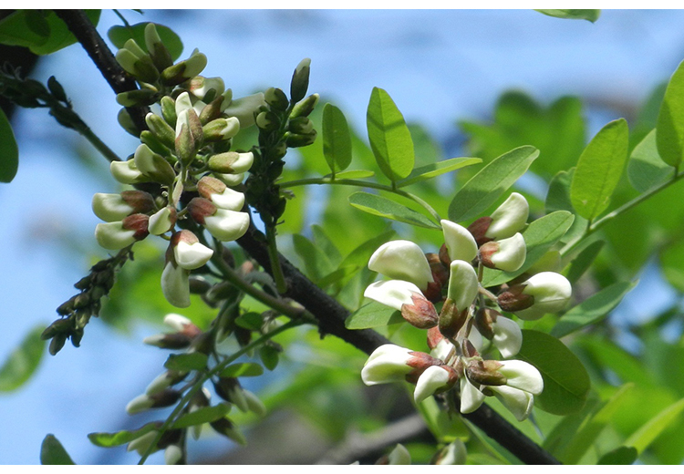 春光岛jd物流2021年新鲜洋槐花子现摘杨槐花槐树花野菜蔬菜花苞骨朵