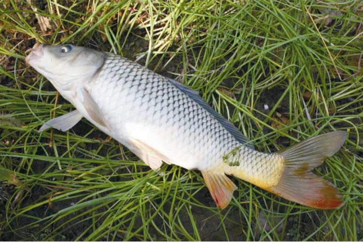 荣郁鲤鱼鱼苗活体淡水稻田稻花养殖四大家鱼鱼苗观赏放生红尾鲤鱼苗